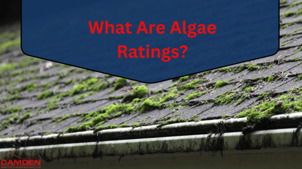 What-Are-Algae-Ratings